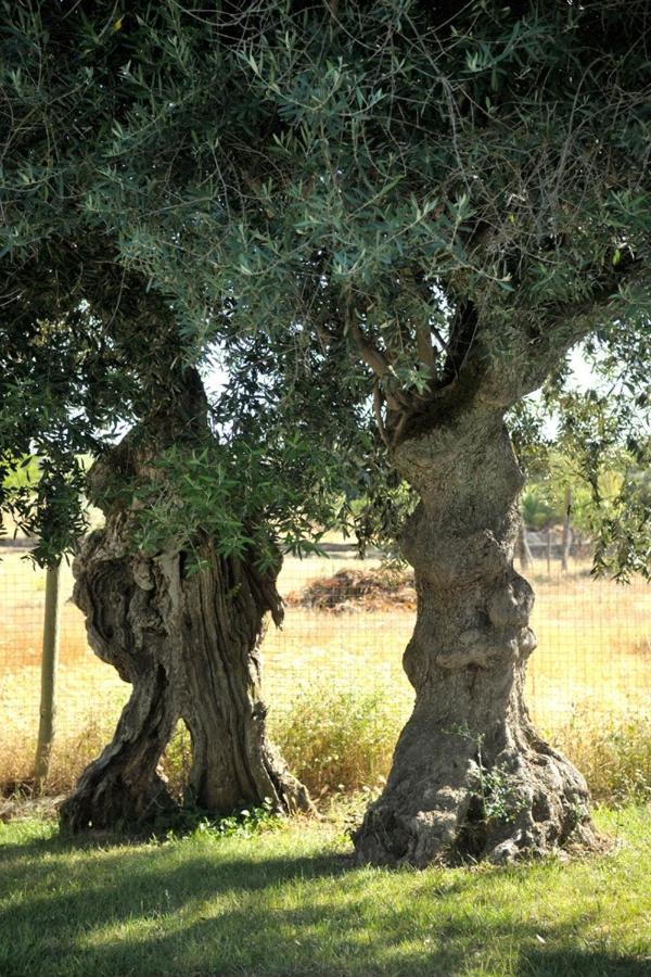 Monte Dos Pensamentos - Turismo Rural Estremoz Extérieur photo